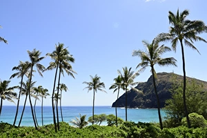 Palm trees along the coast of Waimanalo Bay, Oahu, Hawaii Palm trees along the coast of Waimanalo Bay, Oahu, Hawaii