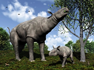 A Paraceratherium mother grazes on leaves and twigs of a poplar tree A Paraceratherium mother grazes on leaves and twigs of a poplar tree
