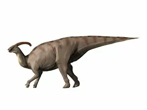 Ornithopod Gallery: Parasaurolophus dinosaur