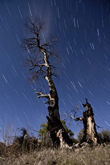 A partially burned tree backdropped against star trails A partially burned tree backdropped against star trails