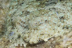 Peacock flounder camouflaged against the sea floor Peacock flounder camouflaged against the sea floor