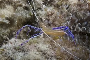 Related Images Gallery: Pederson Shrimp, Bonaire, Caribbean Netherlands