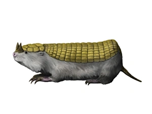 Peltephilus is a xenarthran mammal from the Miocene epoch Peltephilus is a xenarthran mammal from the Miocene epoch