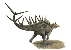 Pencil drawing of Kentrosaurus aethiopicus on yellow paper Pencil drawing of Kentrosaurus aethiopicus on yellow paper