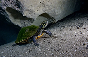 A Peninsula Cooter turtle on the sandy bottom of Morrison Springs cavern A Peninsula Cooter turtle on the sandy bottom of Morrison Springs cavern