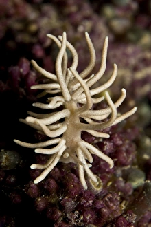Phyllodesmium briareum nudibranch on purple hard coral, Indonesia Phyllodesmium briareum nudibranch on purple hard coral, Indonesia