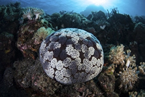 A pin cushion starfish clings to a coral reef A pin cushion starfish clings to a coral reef