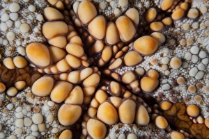 Detail of a pin cushion starfish on a reef in Indonesia Detail of a pin cushion starfish on a reef in Indonesia