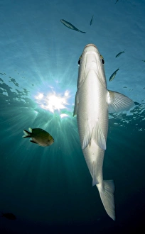 Pinjalo snapper, underside view with sunburst, Bali Pinjalo snapper, underside view with sunburst, Bali