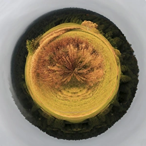 <b class=qtipBold><figcaption>Planet of beautiful fir tree forest</figcaption></b><br>Planet of beautiful fir tree forest landscape.<br><em>© Elena Duvernay/Stocktrek Images</em> Planet of beautiful fir tree forest