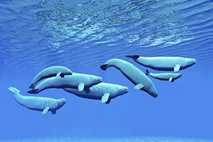 A pod of beluga whales swim together near the surface A pod of beluga whales swim together near the surface