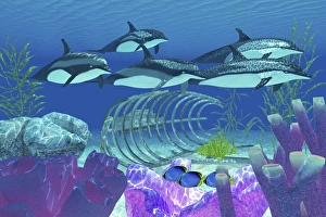 A pod of striped dolphins swim over an old boat wreck A pod of striped dolphins swim over an old boat wreck
