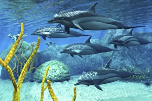A pod of striped dolphins swimming along a reef A pod of striped dolphins swimming along a reef