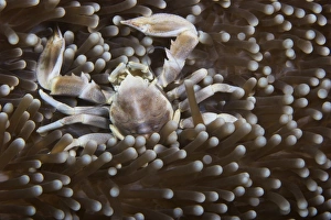 Porcelain Crab on its anemone, Papua New Guinea Porcelain Crab on its anemone, Papua New Guinea