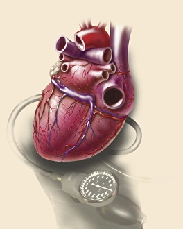 Posterior view of human heart on photo of blood pressure cuff Posterior view of human heart on photo of blood pressure cuff