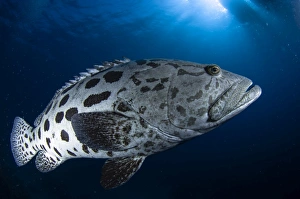 <b class=qtipBold><figcaption>Potato grouper, Australia</figcaption></b><br>Potato grouper, Australia.<br><em>© Todd Winner/Stocktrek Images</em> Potato grouper, Australia