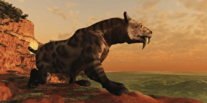 A prehistoric Smilodon Cat is on the prowl for his next prey A prehistoric Smilodon Cat is on the prowl for his next prey