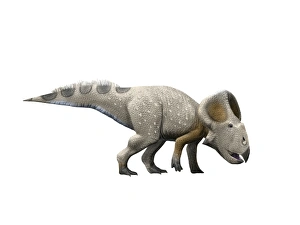 <b class=qtipBold><figcaption>Protoceratops dinosaur</figcaption></b><br>Protoceratops dinosaur, white background.<br><em>© Nobumichi Tamura/Stocktrek Images</em> Protoceratops dinosaur