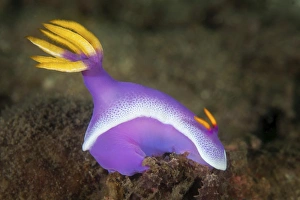 A purple nudibranch searching for sponges to feed A purple nudibranch searching for sponges to feed
