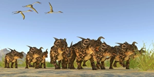 Quetzalcoatlus reptiles fly over a herd of Einiosaurus dinosaurs Quetzalcoatlus reptiles fly over a herd of Einiosaurus dinosaurs