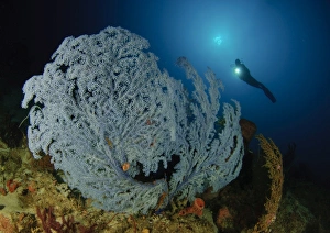 A very rare Blue Sea Fan, Gorontalo, Indonesia A very rare Blue Sea Fan, Gorontalo, Indonesia