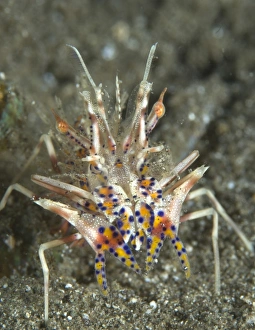Rare Tiger Shrimp on volcanic sand, Papua New Guinea Rare Tiger Shrimp on volcanic sand, Papua New Guinea