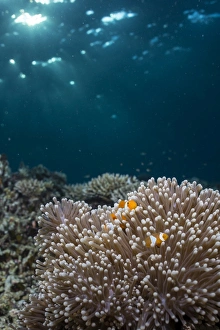 Rays from the setting sun shining on an anemone with a pair of clownfish Rays from the setting sun shining on an anemone with a pair of clownfish