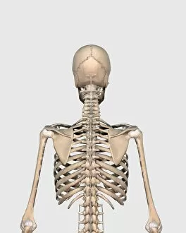 Vertebrae Gallery: Rear view of human skeletal system showing upper back