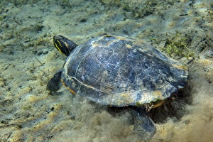 A Red-bellied Cooter turtle on the sandy bottom of Morrison Springs A Red-bellied Cooter turtle on the sandy bottom of Morrison Springs