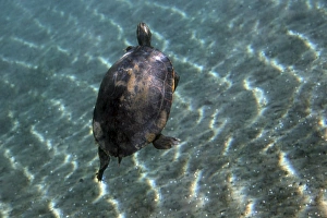 A Red-bellied Cooter turtle swims to the surface for air A Red-bellied Cooter turtle swims to the surface for air