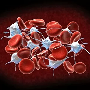 Red blood cells with leukocytes