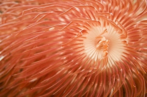 Red christmas tree worm spiral, Komodo, Indonesia Red christmas tree worm spiral, Komodo, Indonesia