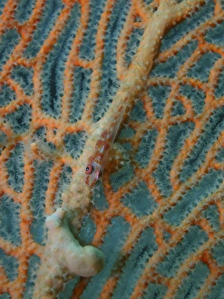 Red goby on orange sea fan, Borneo, Indonesia Red goby on orange sea fan, Borneo, Indonesia