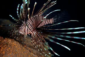 Related Images Gallery: Red Lionfish flares its deadly spines