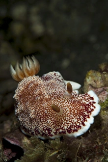 A red-netted chromodori, Komodo National Park, Indonesia A red-netted chromodori, Komodo National Park, Indonesia