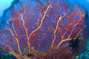 A red sea fan with purple anthias fish, Papua New Guinea A red sea fan with purple anthias fish, Papua New Guinea