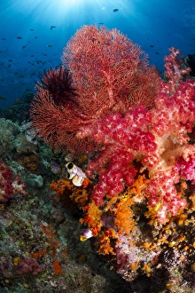 Red sea fan and soft coral in Raja Ampat, Indonesia