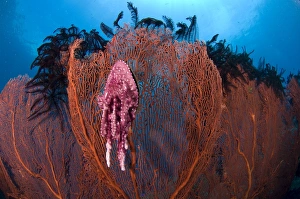 A red sea fan with sponge colored clam attached, Papua New Guinea A red sea fan with sponge colored clam attached, Papua New Guinea