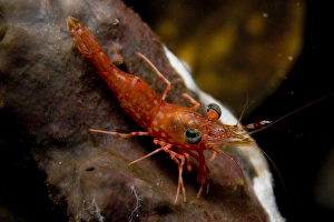 Red shrimp with green eyes on sponge, Komodo, Indonesia Red shrimp with green eyes on sponge, Komodo, Indonesia