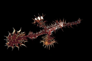 A red and silver ornate ghost pipefish against black background A red and silver ornate ghost pipefish against black background