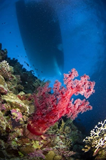 Red soft coral with silhouette of ship, Australia Red soft coral with silhouette of ship, Australia