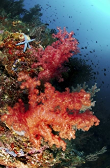 Red soft corals and blue leather sea star, North Sulawesi, Indonesia Red soft corals and blue leather sea star, North Sulawesi, Indonesia