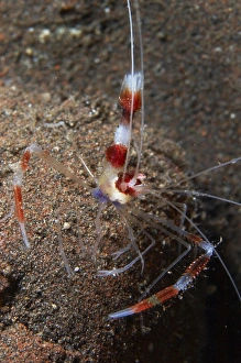 Red and white banded cleaner shrimp, Bali, Indonesia Red and white banded cleaner shrimp, Bali, Indonesia