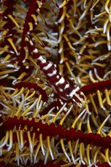 Red and white mimic shrimp on crinoid, Bali, Indonesia Red and white mimic shrimp on crinoid, Bali, Indonesia