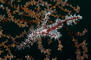 Red and white ornate harlequin ghost pipefish Red and white ornate harlequin ghost pipefish