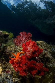 Red and white soft coral with sea star on a rocky reef top in Indonesia Red and white soft coral with sea star on a rocky reef top in Indonesia