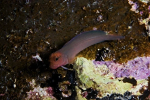 Redlip Blenny, Bonaire, Caribbean Netherlands Redlip Blenny, Bonaire, Caribbean Netherlands