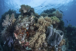 Reef-building corals in Raja Ampat, Indonesia Reef-building corals in Raja Ampat, Indonesia