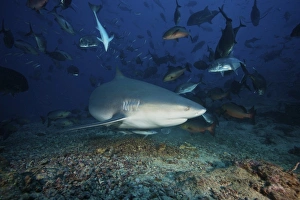 Reef fish scatter as a large bull shark searches for food on the ocean floor Reef fish scatter as a large bull shark searches for food on the ocean floor