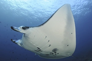 A reef manta ray swimming in Komodo National Park, Indonesia A reef manta ray swimming in Komodo National Park, Indonesia